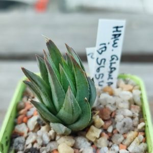 Haworthia glauca ib5654
