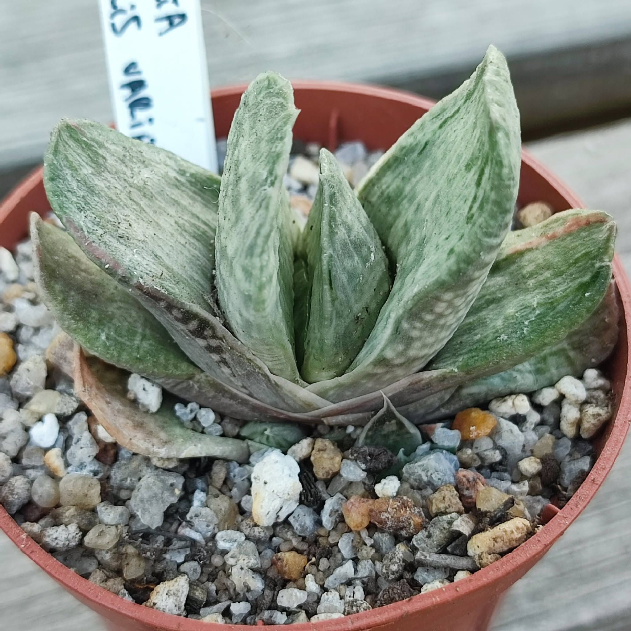 Gasteria gracilis variegata