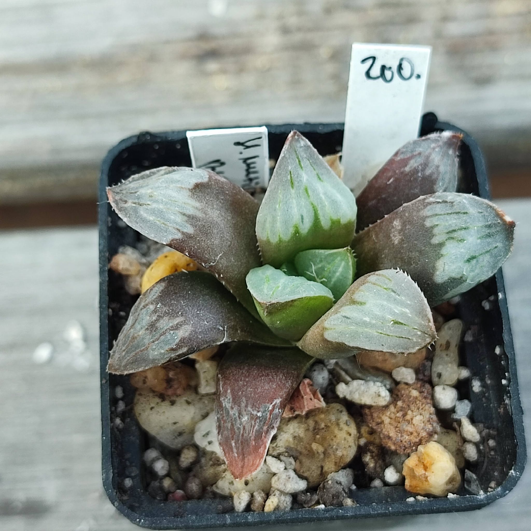 Haworthia mutica byakuya