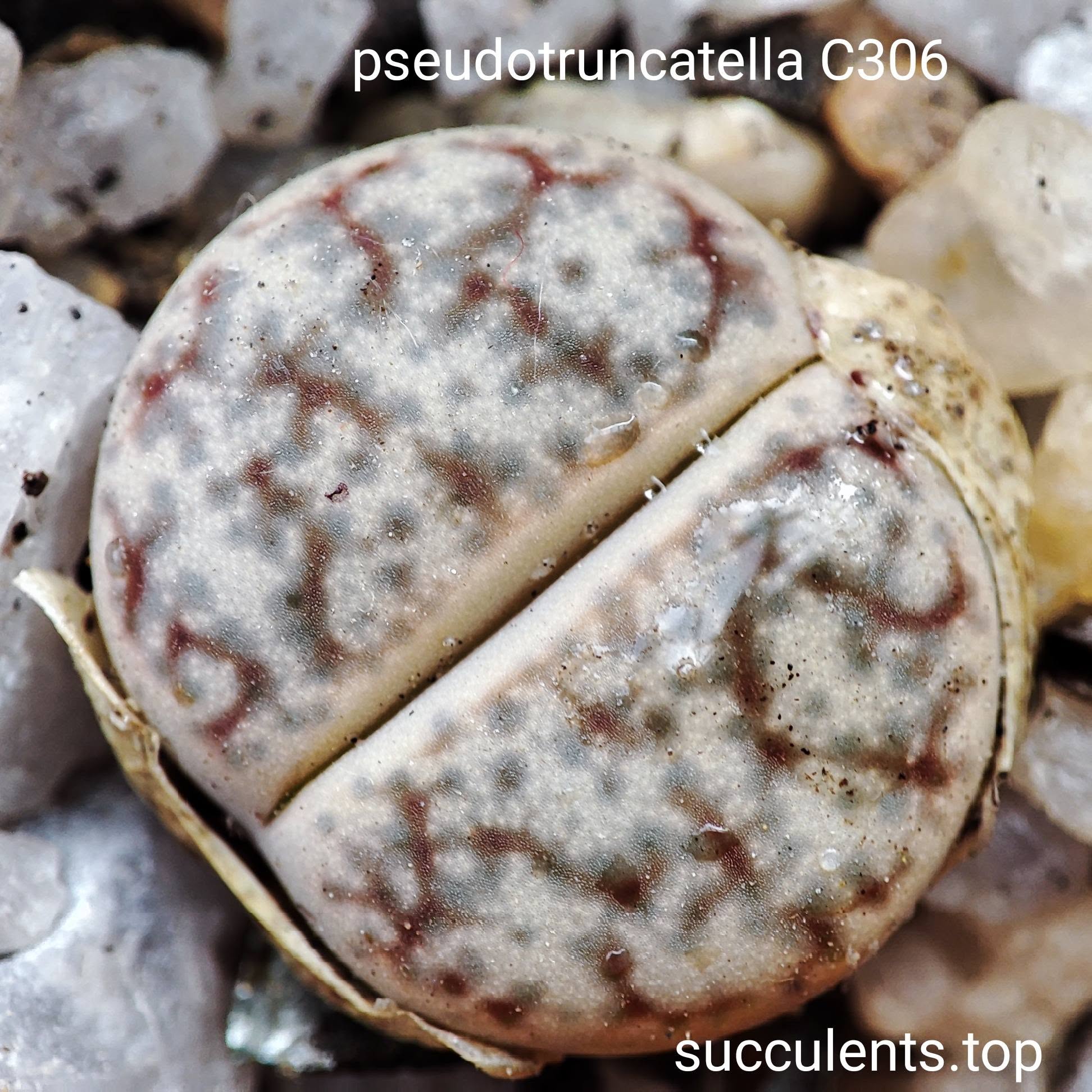 lithops pseudotruncatella C306