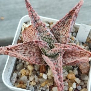 aloe 7