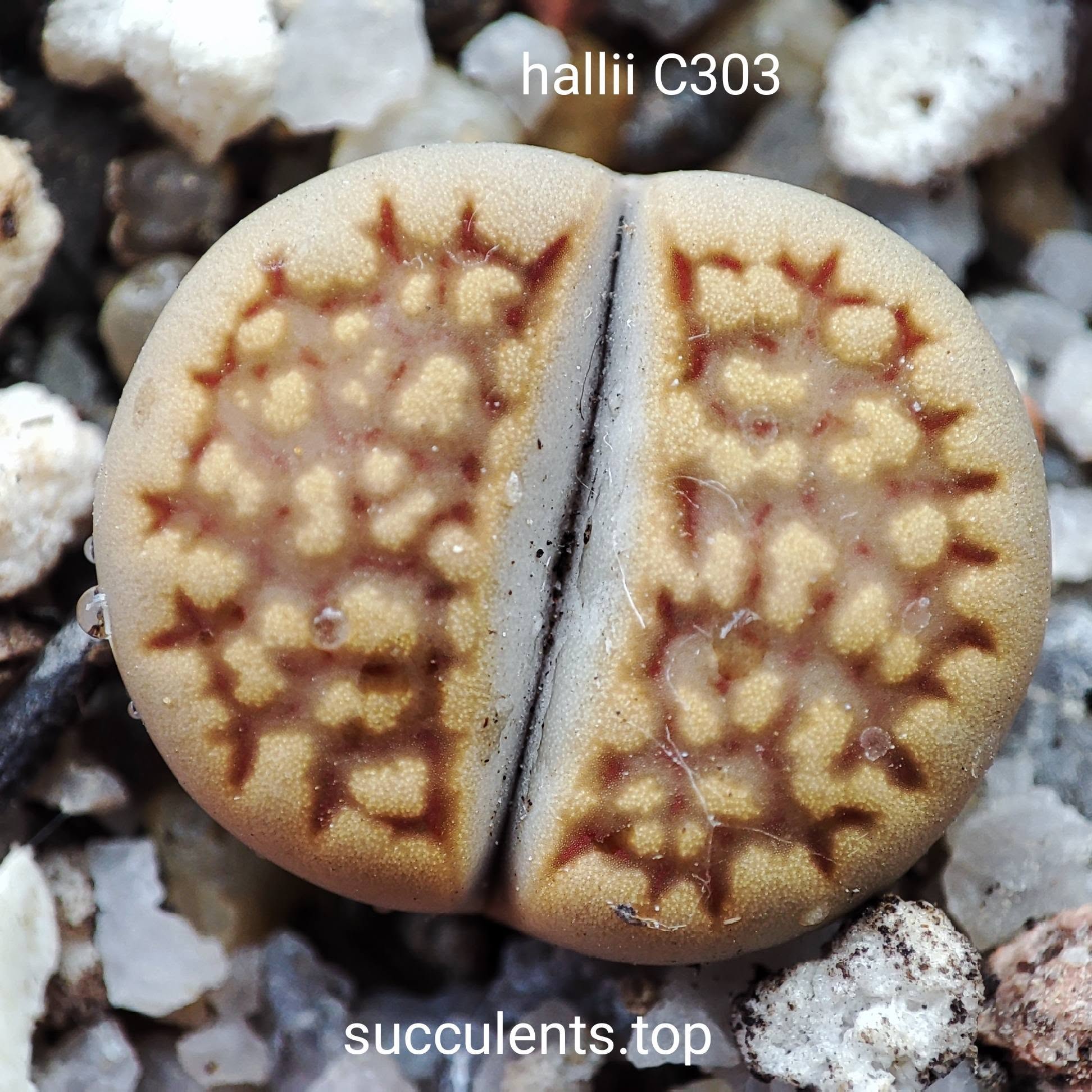 lithops hallii C303