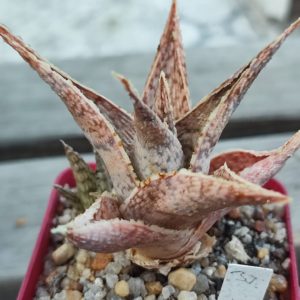 aloe cv