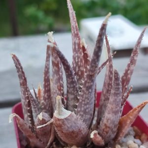 aloe cv