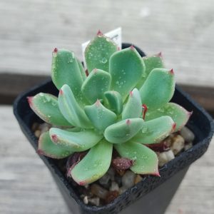 echeveria nanahukumini