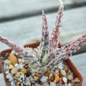 aloe cv