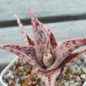 aloe cv
