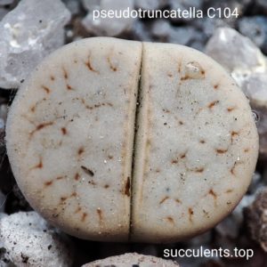 lithops pseudotruncatella C104
