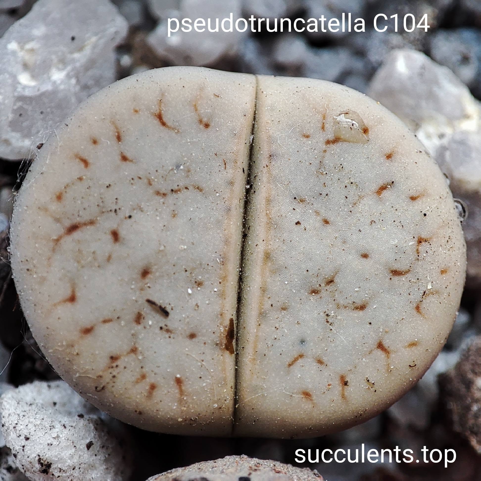 lithops pseudotruncatella C104