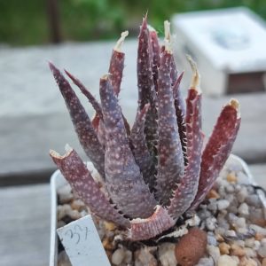 aloe cv 33