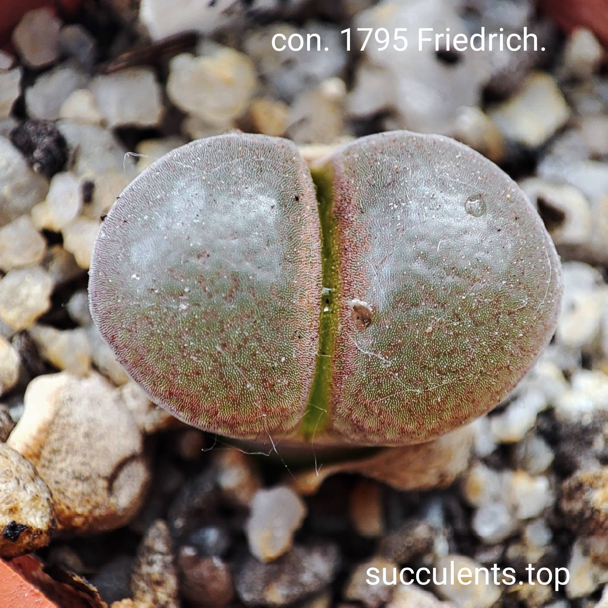 conophytum friedrichiae 1795