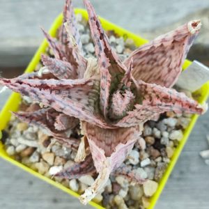 aloe cv