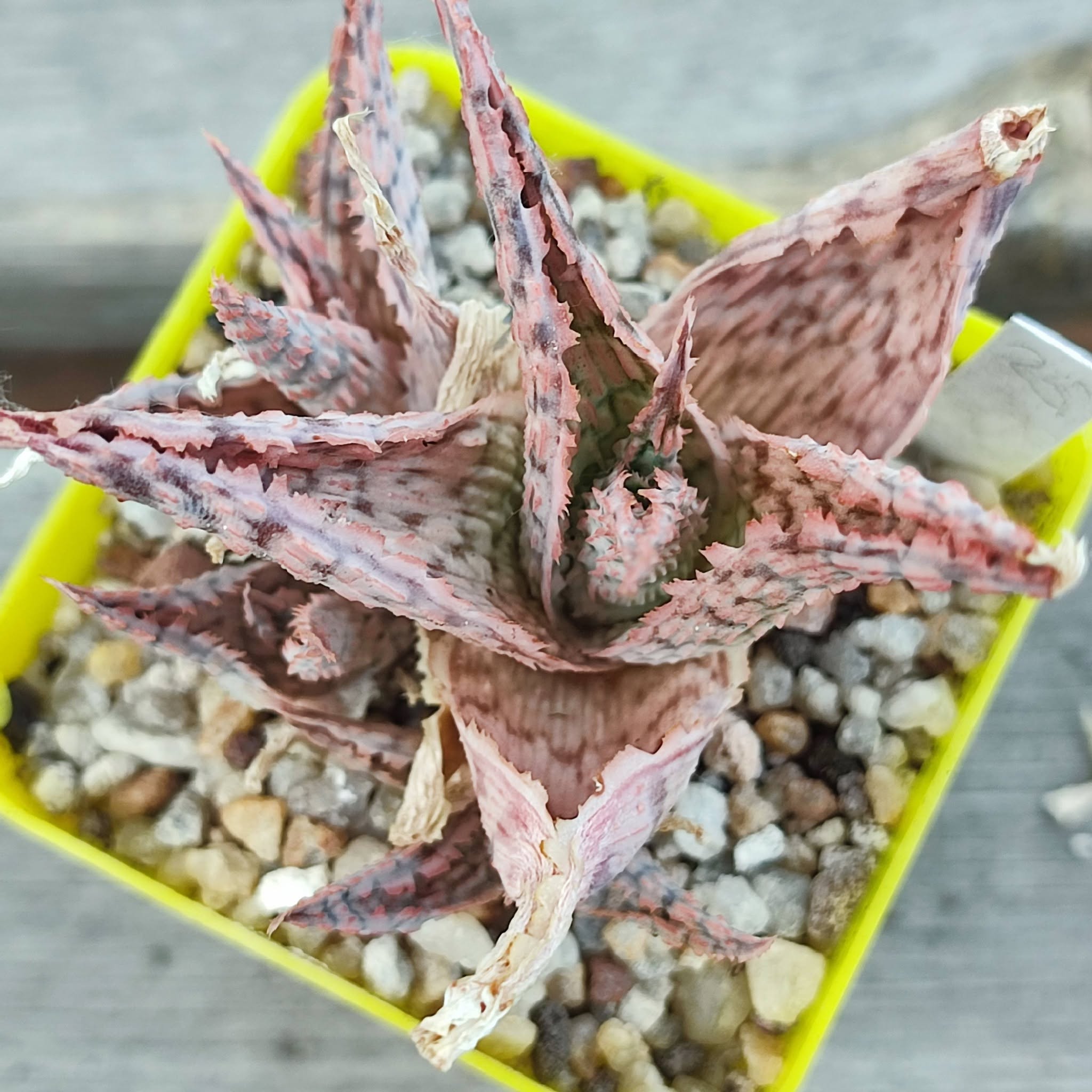 aloe cv