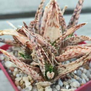 aloe cv