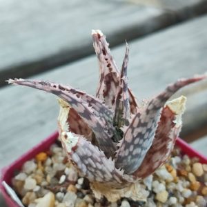 aloe cv