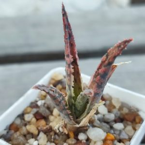 aloe cv
