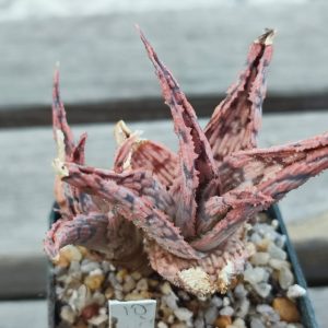 aloe cv