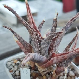 aloe cv