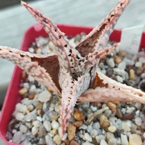 aloe cv