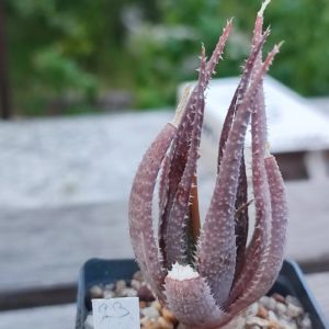 aloe cv