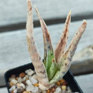 aloe cv