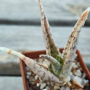 aloe cv