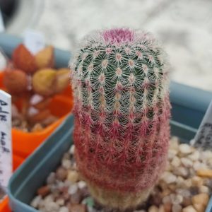 echinocereus rigidissimus rubrispinus