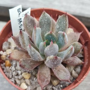 echeveria absinthe