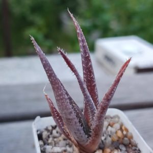 aloe cv