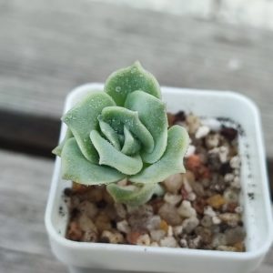 echeveria lovely rose