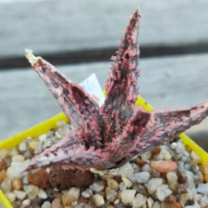 aloe cv