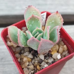 echeveria luella