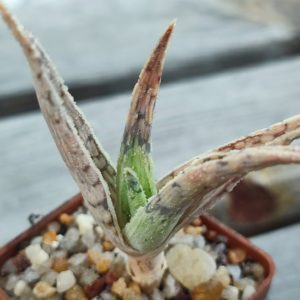 aloe cv