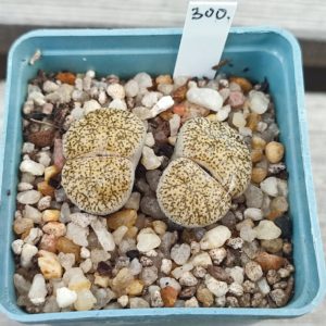 lithops lesliei venteri