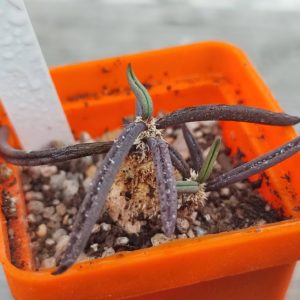 euphorbia cylyndrifolia tuberifera