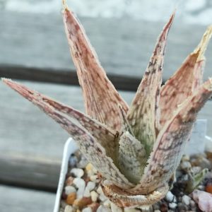 aloe cv