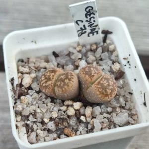 lithops gesinae C78