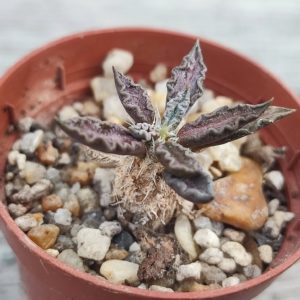 euphorbia tulearensis