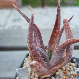 aloe cv 31