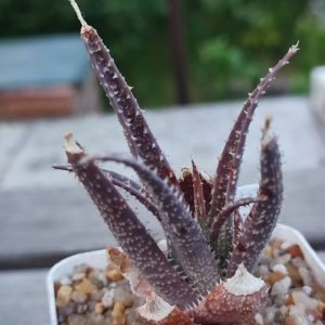 aloe cv