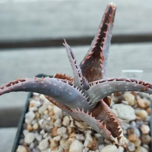 aloe cv