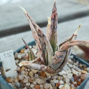 aloe cv