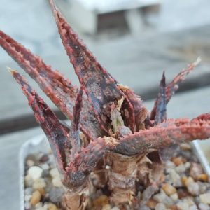 aloe cv