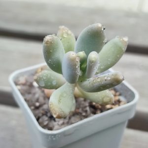 pachyphytum machucae