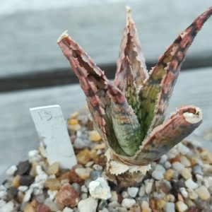 aloe cv