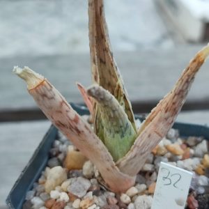 aloe cv 32