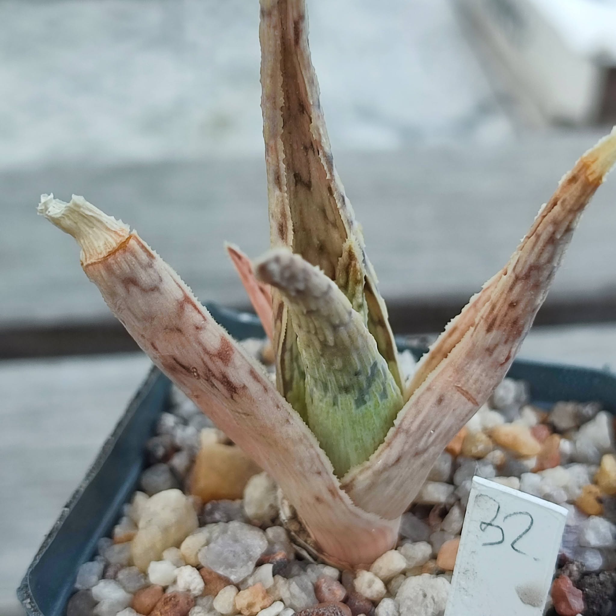 aloe cv 32
