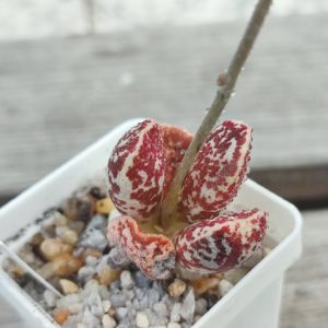 adromischus bryan makin