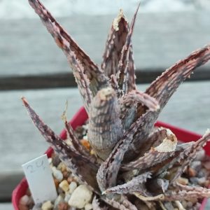 aloe cv 24