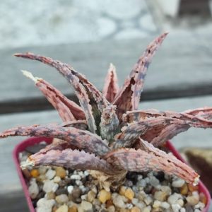 aloe cv